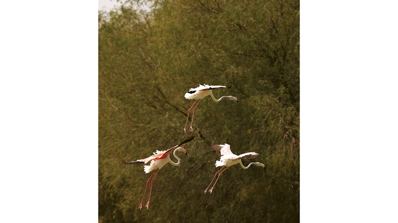 الأجنحة الوردية تظهر في سماء دبي ضمن عرض جوي استعراضي مبهر